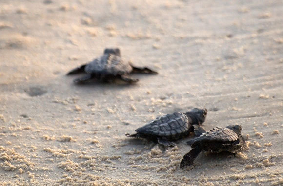 Padre Island's Little Shell And Big Shell Beaches, Texas