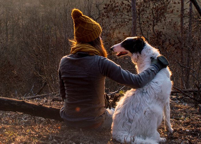 pet travel