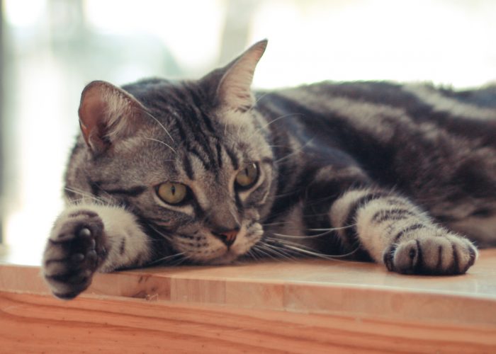 9 Cutest Animal Cafes Around the World