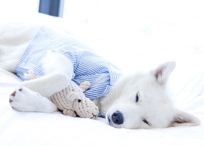 how to travel with your dog