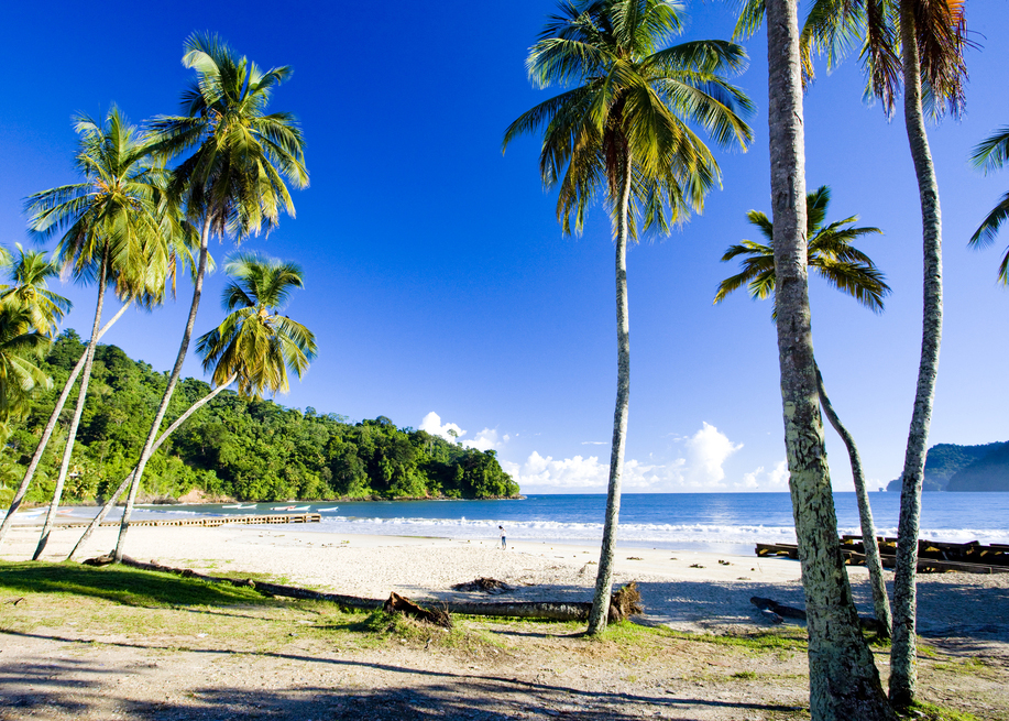 beach with palm trees