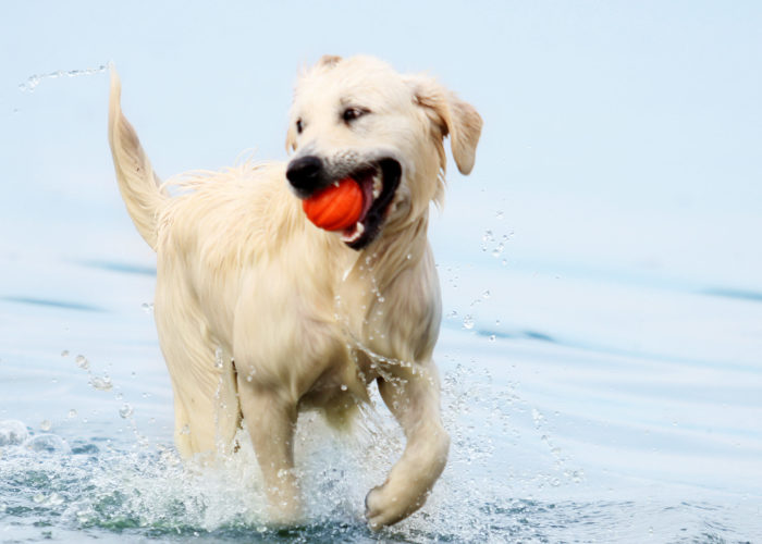Two white dogs playing in the ocean at the beach