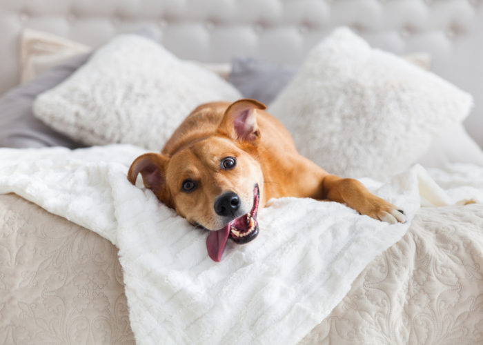 Dog rolling around in hotel bed
