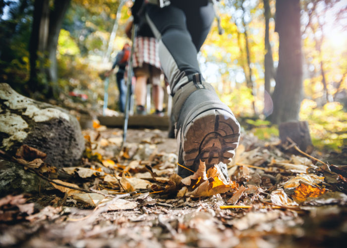 Group of people hiking on a forest trail