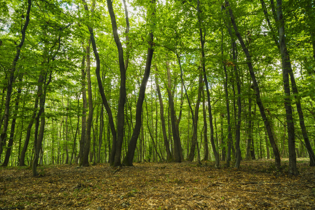 Hoia-Baciu Forest, Romania